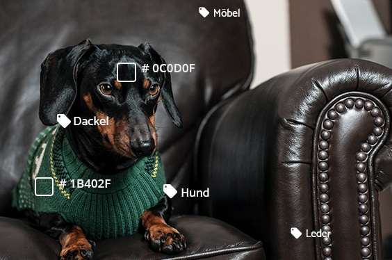 Dachshund on leather sofa - symbol image Color recognition and auto-tagging by artificial intelligence - with the professional media management of teamnext