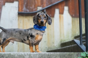Dachshund on stairs - sample image for tagging